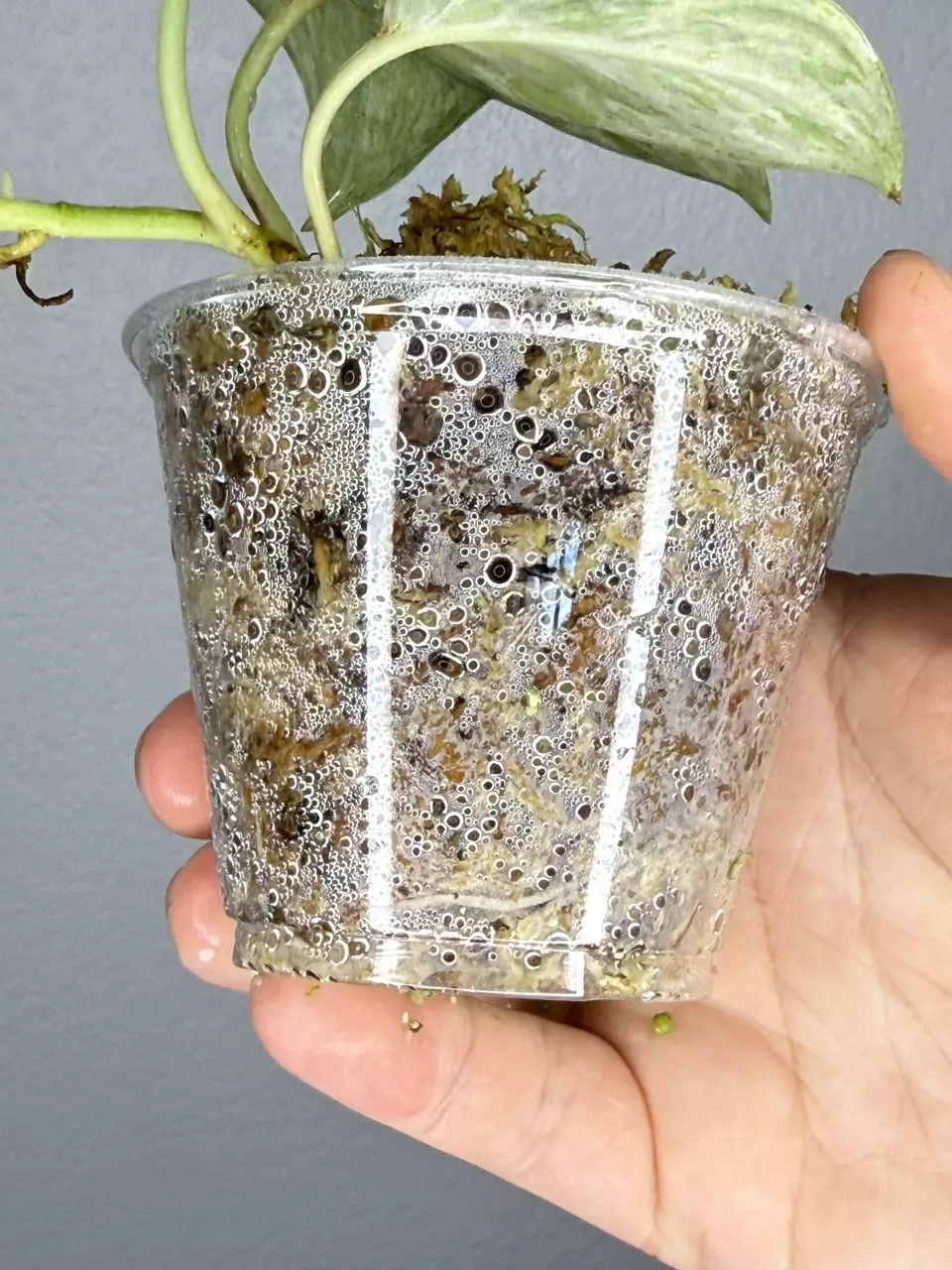 plant/Scindapsus Peasun 2.0-2