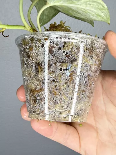 plant/Scindapsus Peasun 2.0-2-thumbnail