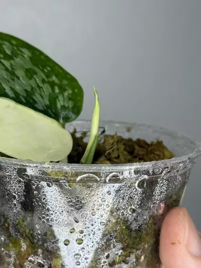 plant/Scindapsus Simbara 🦁-1-thumbnail