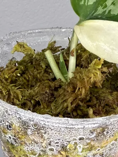 plant/Scindapsus Simbara with new leaf on the way-2-thumbnail