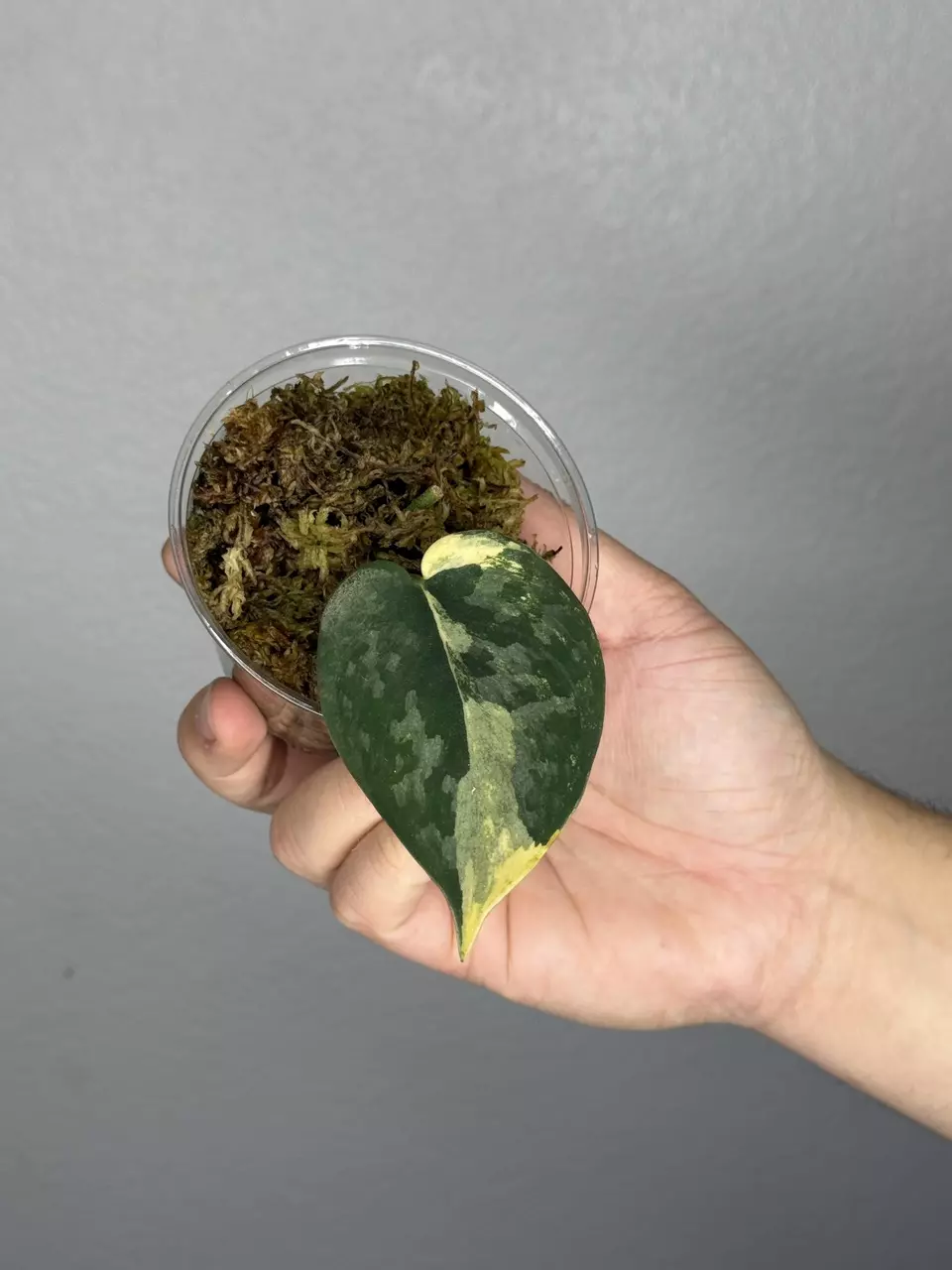 plant/Scindapsus Bakudapati rooted with GP-0