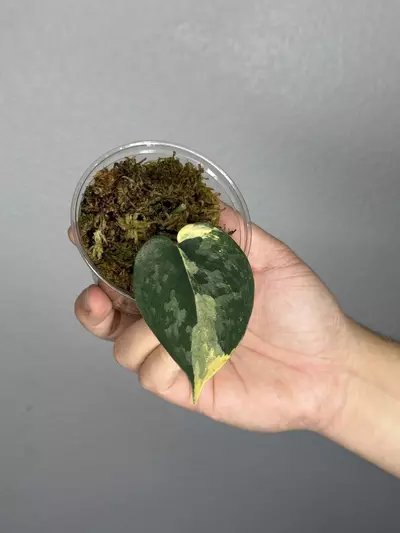 plant/Scindapsus Bakudapati rooted with GP-0-thumbnail