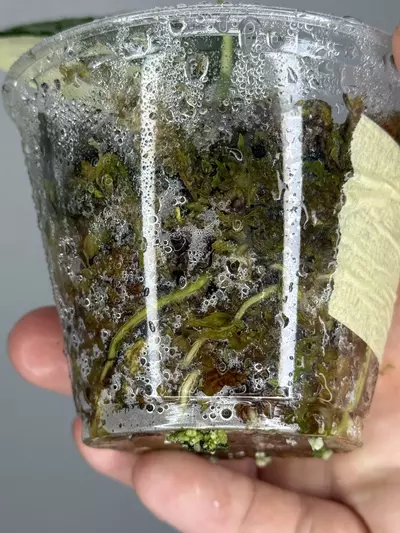 plant/Scindapsus Simbara 🦁-2-thumbnail