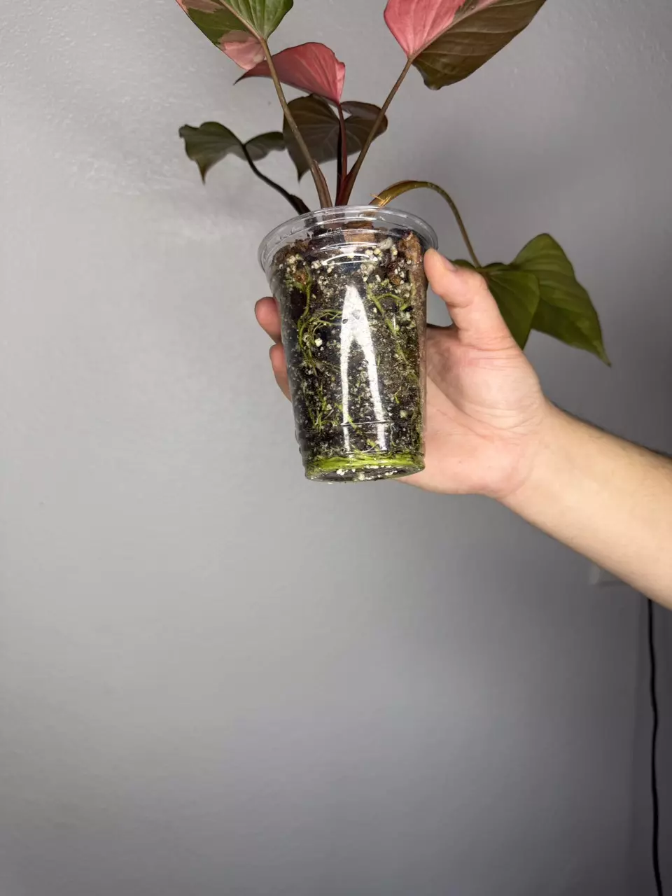 plant/Homa Pink Diamond 💎-1