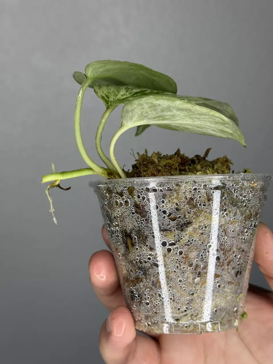 plant/Scindapsus Peasun 2.0-1