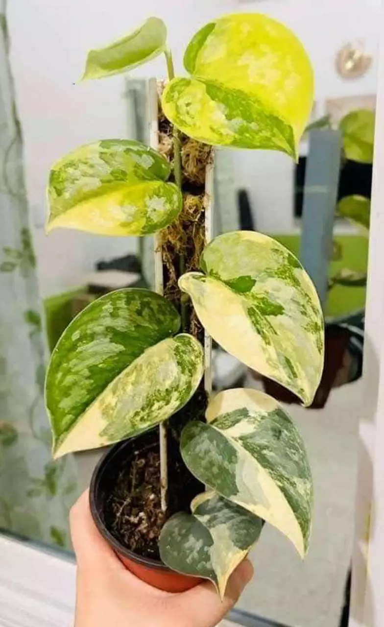 plant/Scindapsus Bakudapati rooted with GP-1