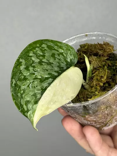 plant/Scindapsus Simbara 🦁-0-thumbnail