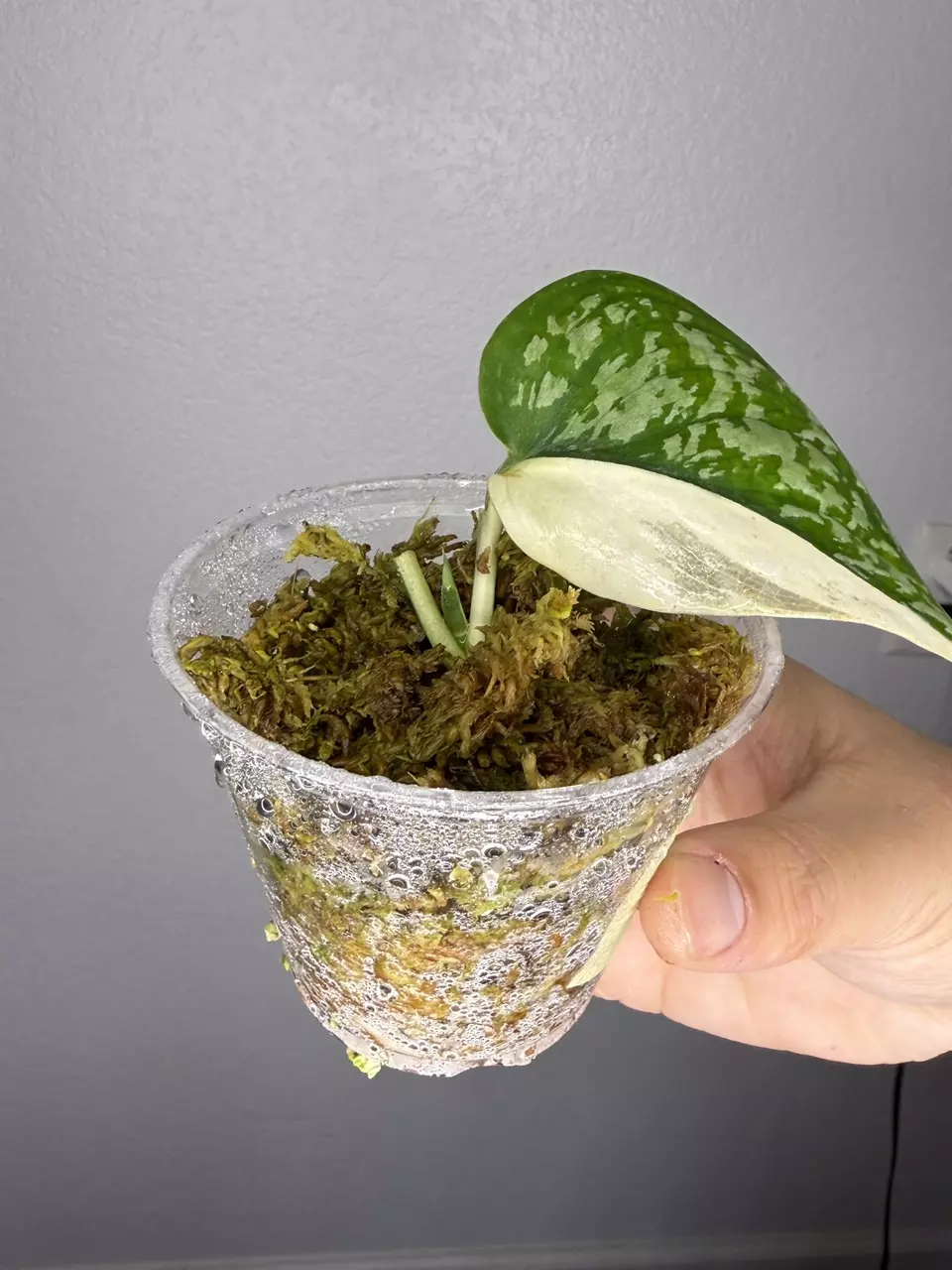 plant/Scindapsus Simbara with new leaf on the way-1