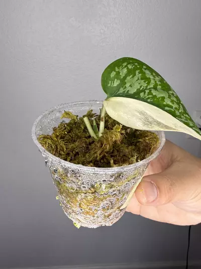 plant/Scindapsus Simbara with new leaf on the way-1-thumbnail