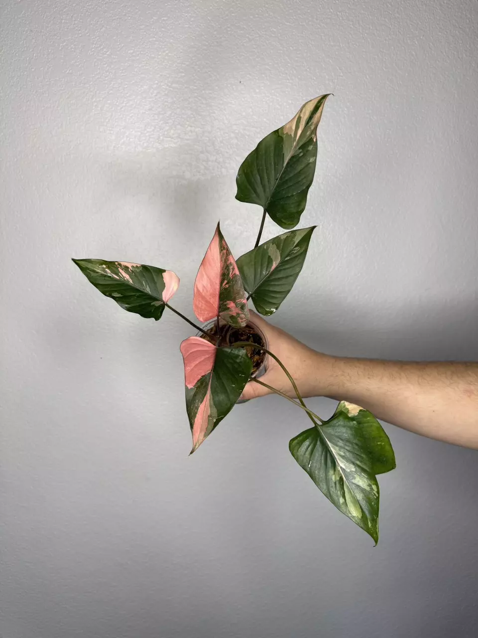 plant/Homa Pink Diamond 💎-0