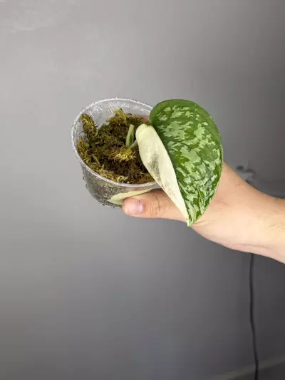 plant/Scindapsus Simbara with new leaf on the way-0-thumbnail