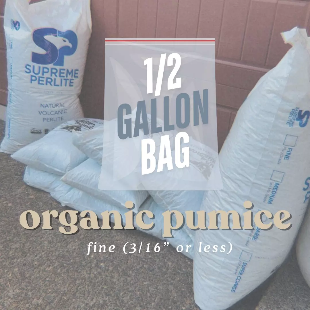 plant/volcanic pumice - 3 sizes-0