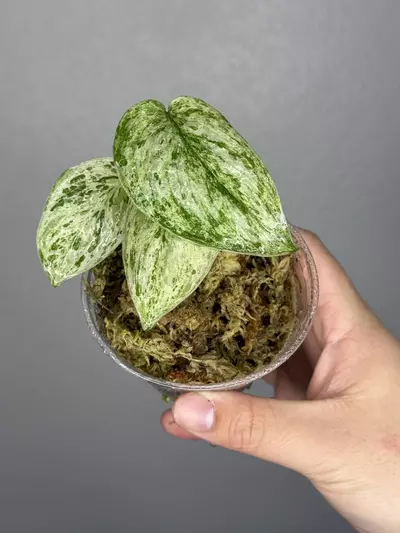 plant/Scindapsus Peasun 2.0-0-thumbnail