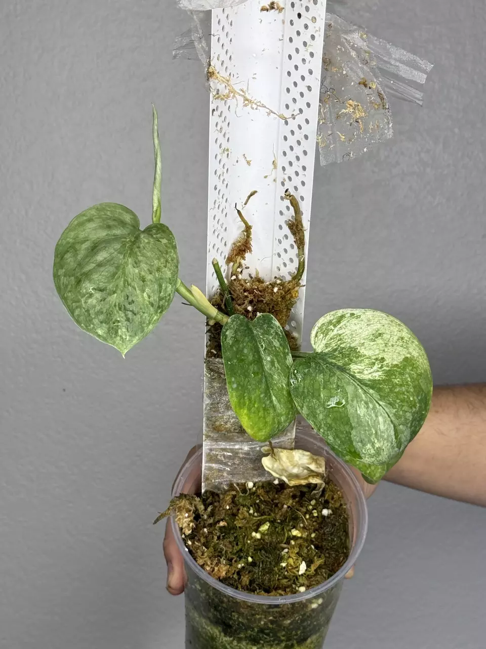 plant/Scindapsus Peasun Mother plant buttcut-0