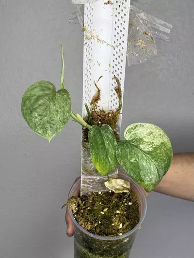 plant/Scindapsus Peasun Mother plant buttcut-0-thumbnail