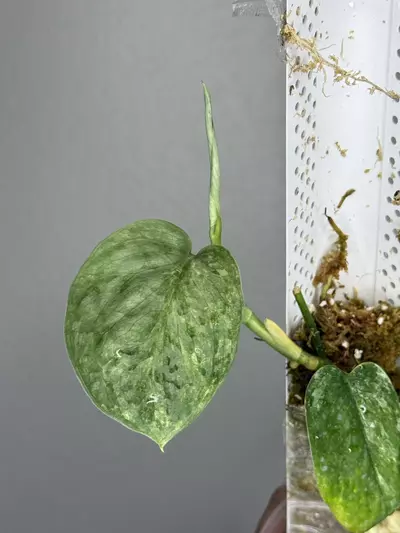 plant/Scindapsus Peasun Mother plant buttcut-1-thumbnail