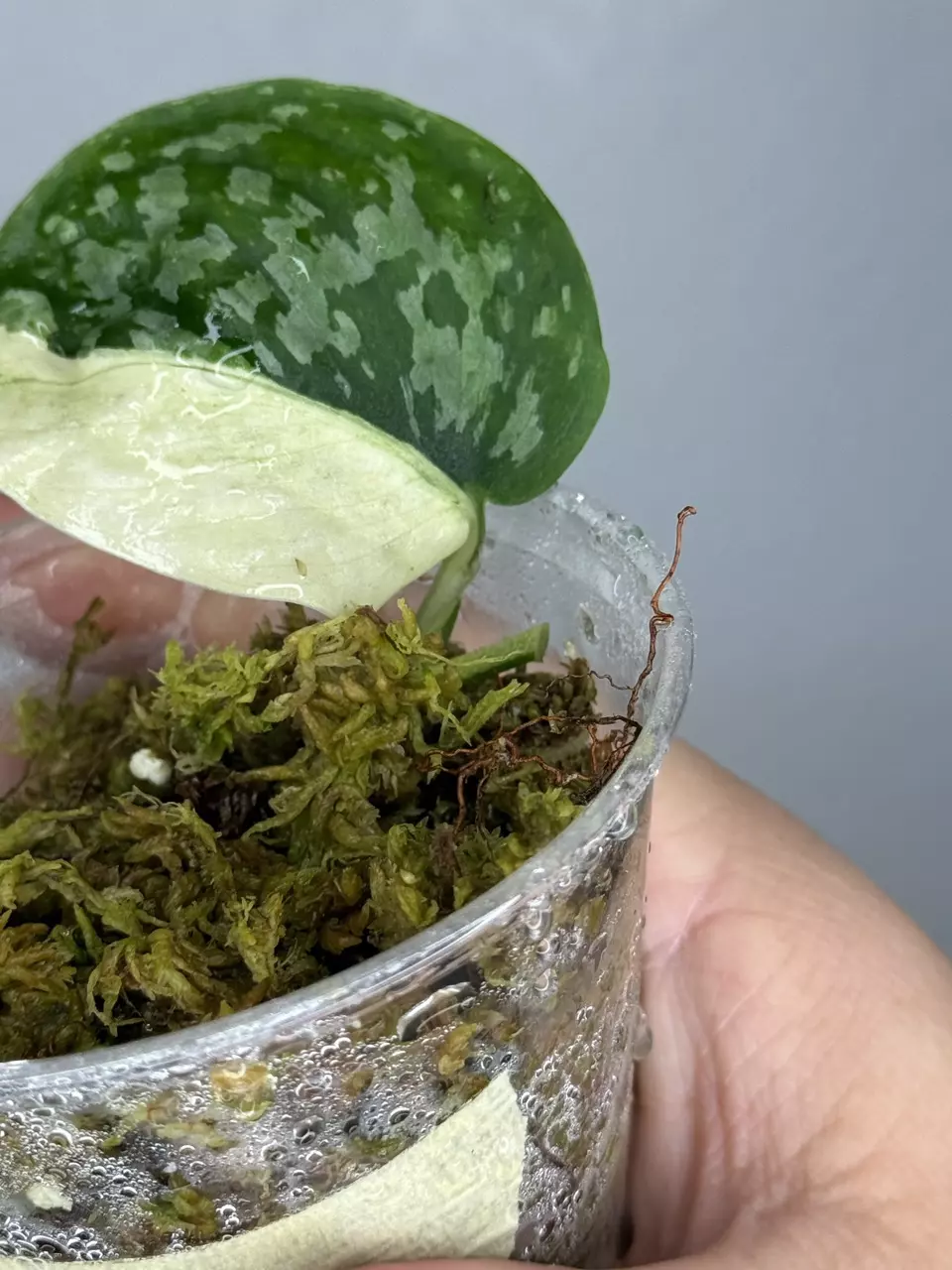 plant/Scindapsus Simbara 🦁-2