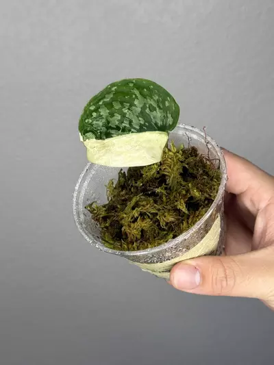 plant/Scindapsus Simbara 🦁-0-thumbnail