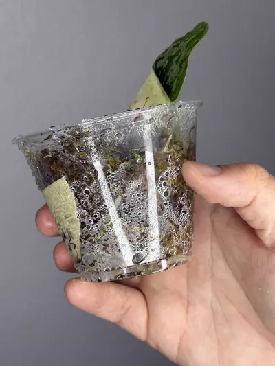 plant/Scindapsus Simbara 🦁-1-thumbnail