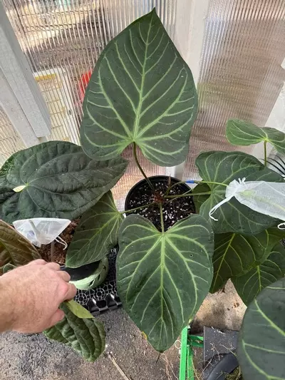 plant/3-4 Leaf Anthurium Seedling | (Pink Lemonade x RCWH) x (Dress x Ree pap)-2-thumbnail