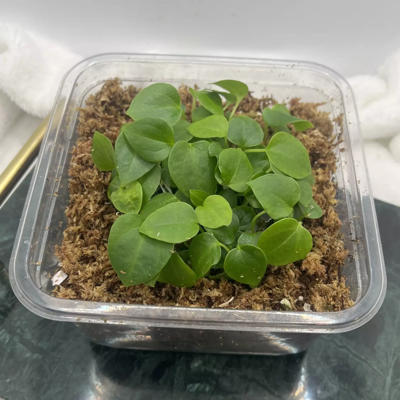 plant/3-4 Leaf Anthurium Seedling | (Pink Lemonade x RCWH) x (Dress x Ree pap)-1