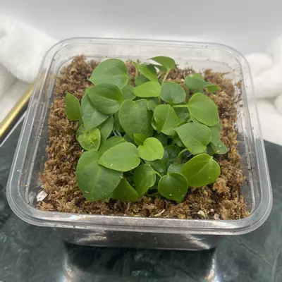 plant/3-4 Leaf Anthurium Seedling | (Pink Lemonade x RCWH) x (Dress x Ree pap)-1-thumbnail