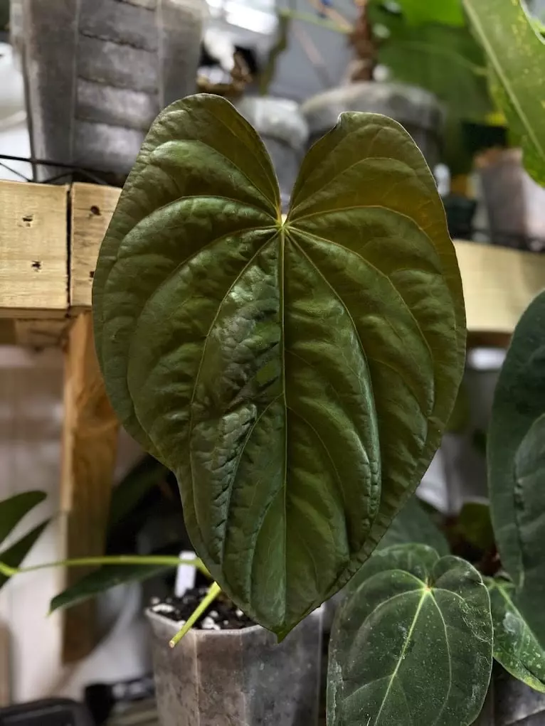 plant/3-4 Leaf Anthurium Seedling | (Pink Lemonade x RCWH) x (Dress x Ree pap)-3