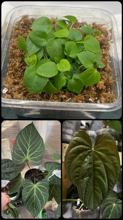 plant/3-4 Leaf Anthurium Seedling | (Pink Lemonade x RCWH) x (Dress x Ree pap)-0-thumbnail
