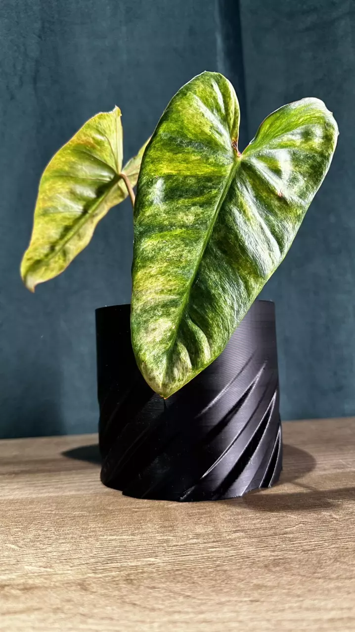 plant/Modern 3D Planter: A Stylish Touch for Your Space 🌱✨-0