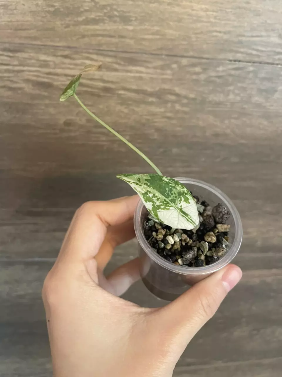 plant/Alocasia Simpo Albo-0