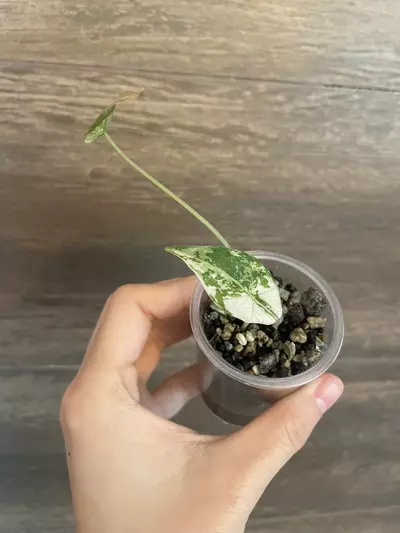 plant/Alocasia Simpo Albo-0-thumbnail