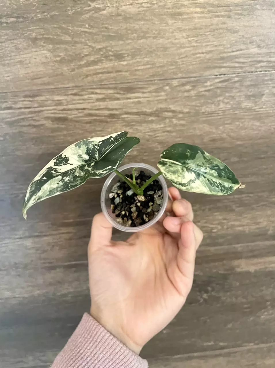 plant/Alocasia Simpo Albo-0