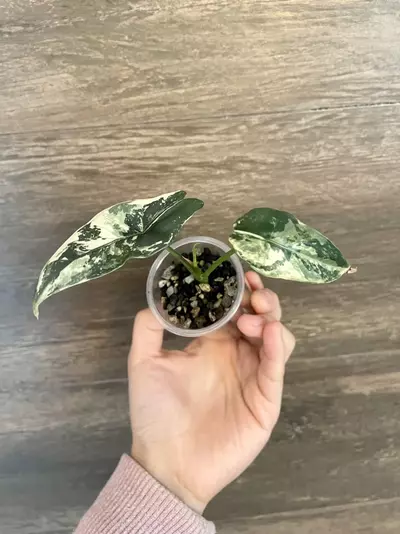 plant/Alocasia Simpo Albo-0-thumbnail