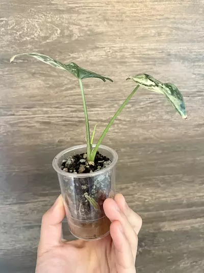 plant/Alocasia Simpo Albo-1-thumbnail