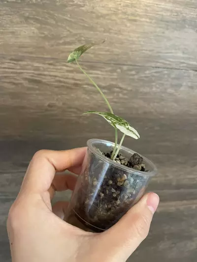 plant/Alocasia Simpo Albo-1-thumbnail