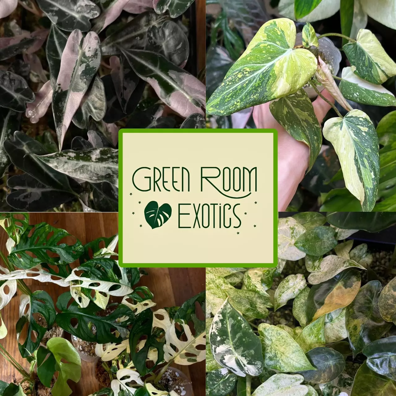 plant/Tc Acclimation Dome for 1 plant-0