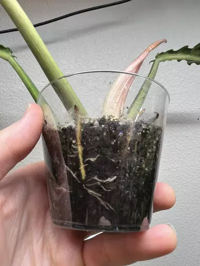 plant/philodendron ring of fire-2-thumbnail