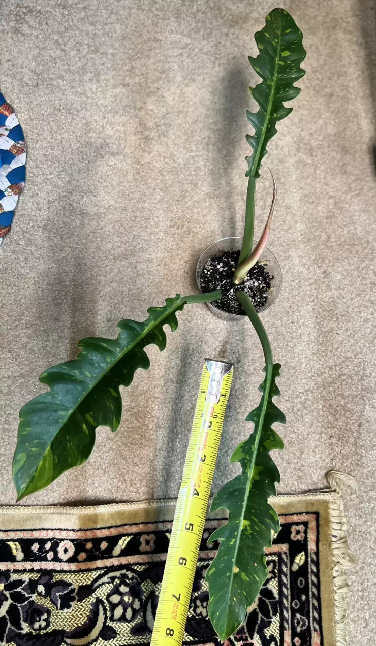 plant/philodendron ring of fire-0