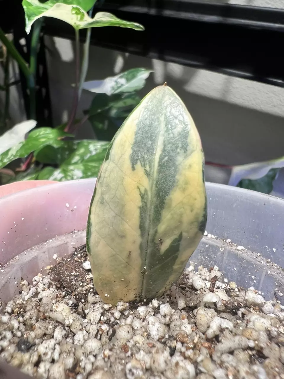 plant/aurea variegated zamioculcas zamifolia (ZZ plant)-0