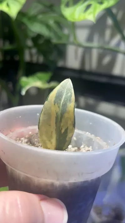plant/aurea variegated zamioculcas zamifolia (ZZ plant)-2-thumbnail