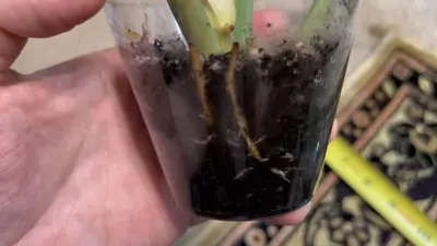 plant/philodendron ring of fire-3-thumbnail