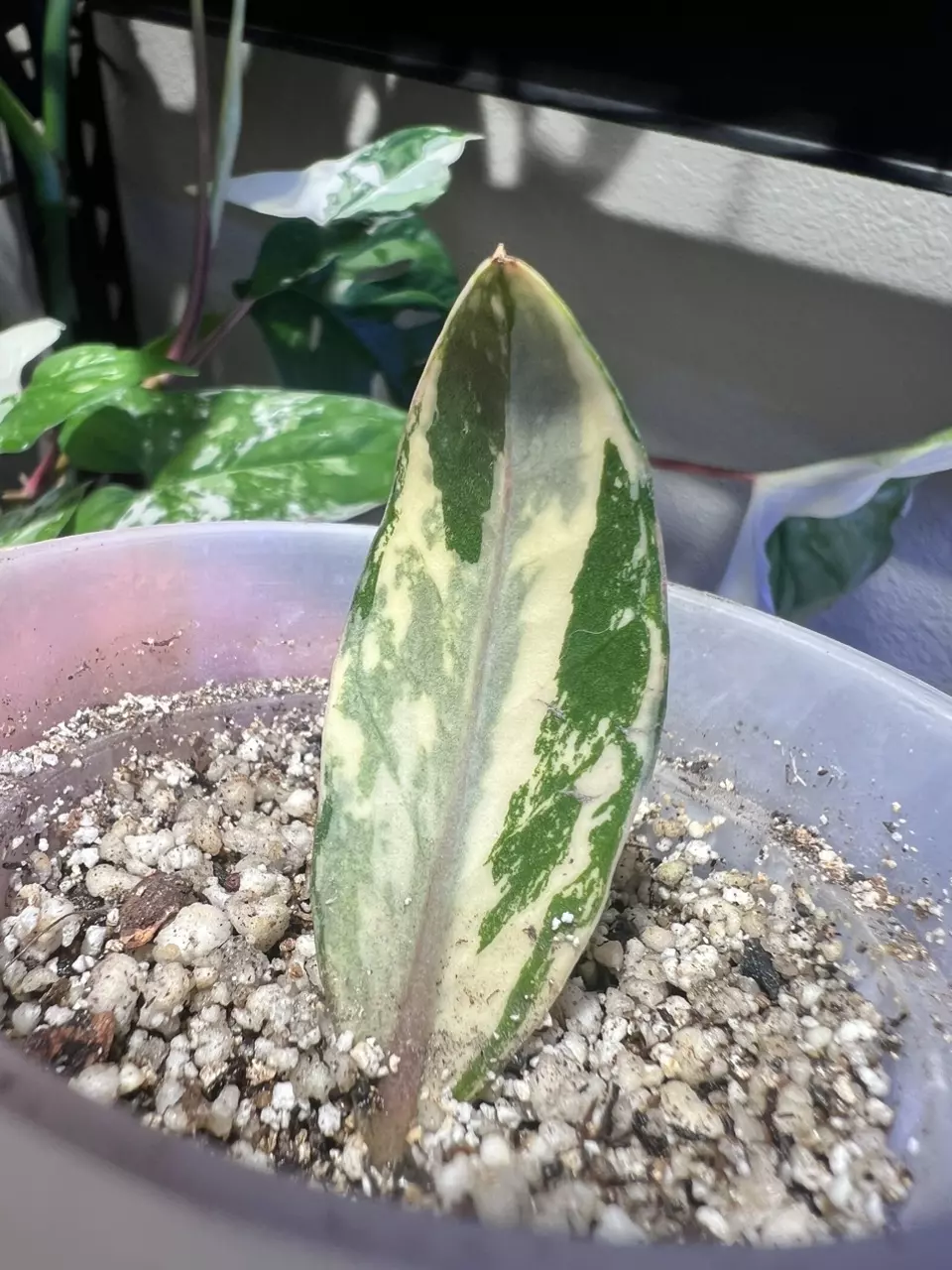 plant/aurea variegated zamioculcas zamifolia (ZZ plant)-1