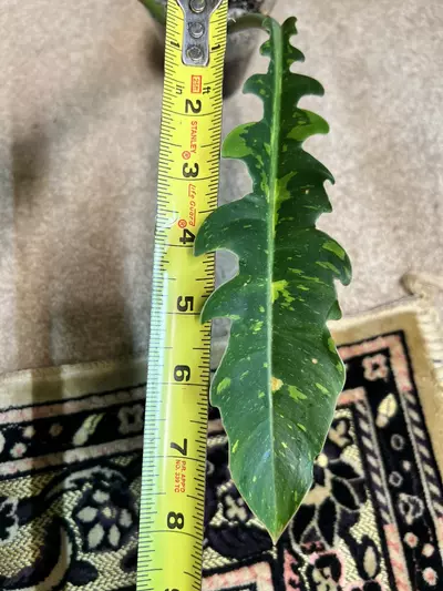 plant/philodendron ring of fire-1-thumbnail