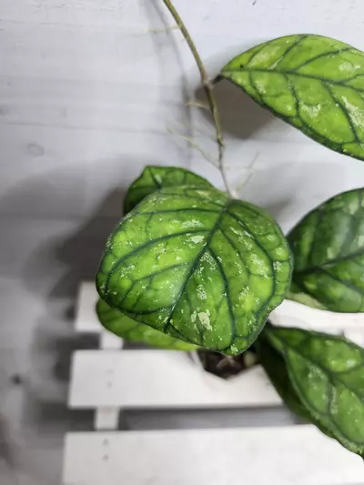 plant/Hoya 'Surprise'-1-thumbnail