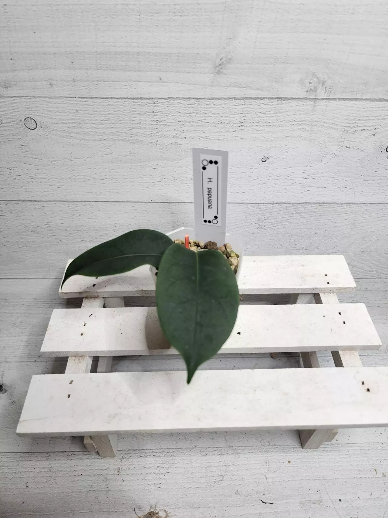 plant/Hoya papuana-0