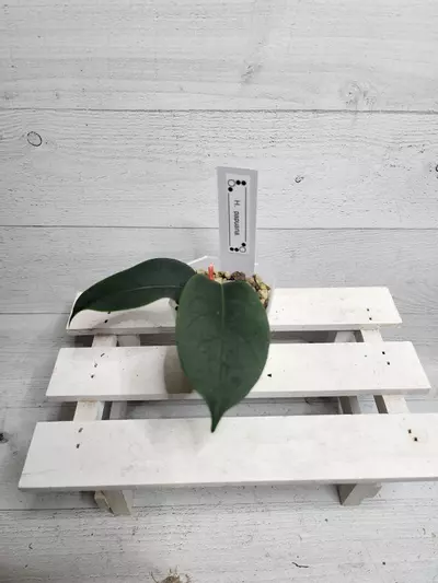 plant/Hoya papuana-0-thumbnail