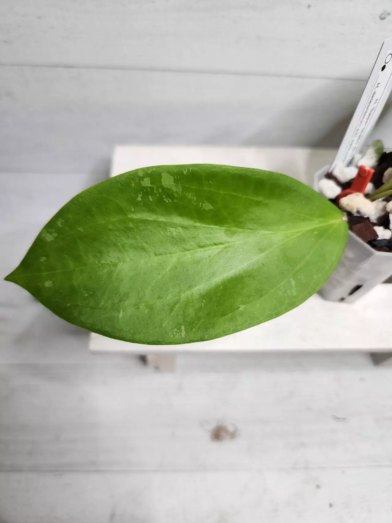 plant/Hoya 'Sweet Shalini' GHX 02-B (deleoniorum x pentaphlebia)-1