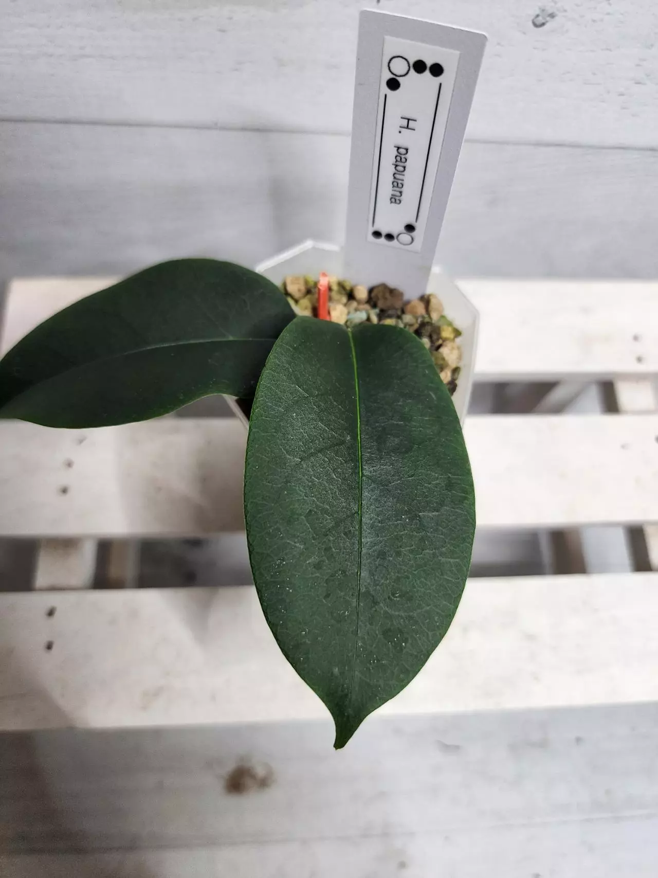 plant/Hoya papuana-1