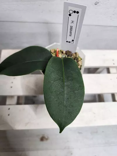 plant/Hoya papuana-1-thumbnail