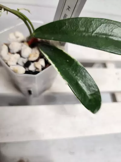 plant/Hoya 'Lapin'-1-thumbnail
